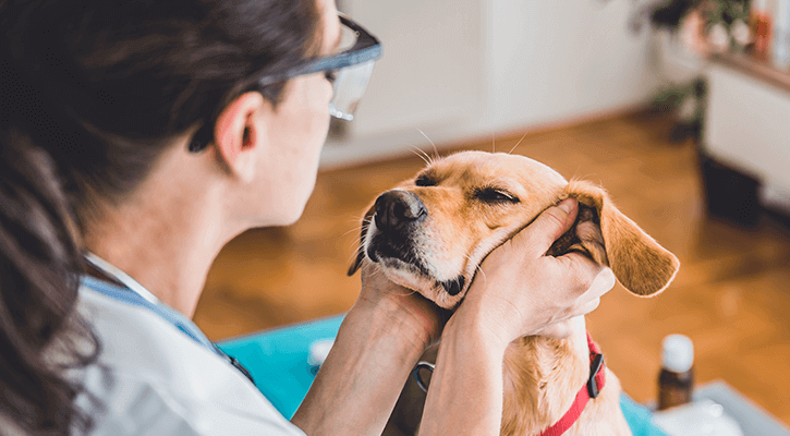 Wellness and Vaccination Programs