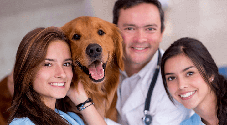 53 Best Photos Community Pet Hospital Near Me / Vets For Pets Jobs Near Me