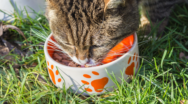 Nutritional Counseling