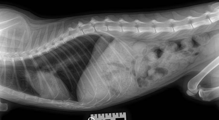 Radiology