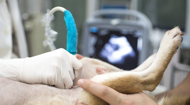 Ultrasound
