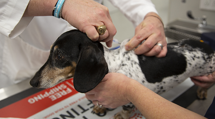 thunderbird animal hospital microchipping