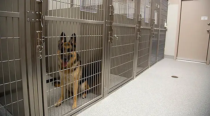 Boarding kennel deals near me