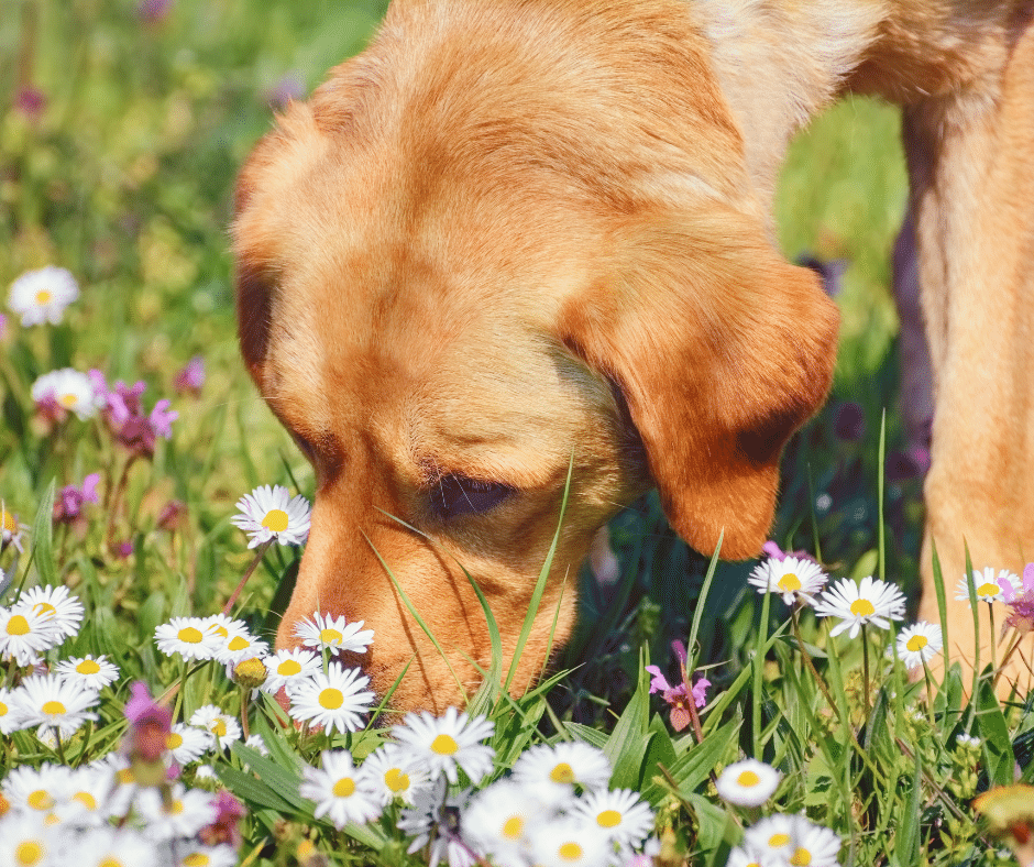 Protecting Curious Pets from Summer Toxins: Plants, Pool Chemicals, and Backyard Hazards in June