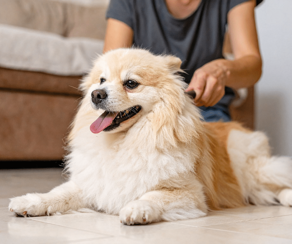 Why Summer Grooming Matters: Keeping Pets Clean, Comfortable, and Mat-Free in June