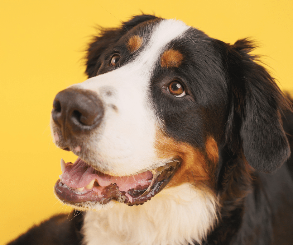 Healthy Smiles for Summer: Why June Is a Great Time to Address Bad Breath and Dental Disease