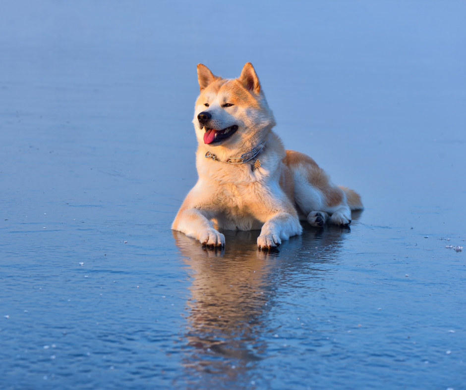 Pool Days and Lake Trips: Water Safety Tips for Dogs This July