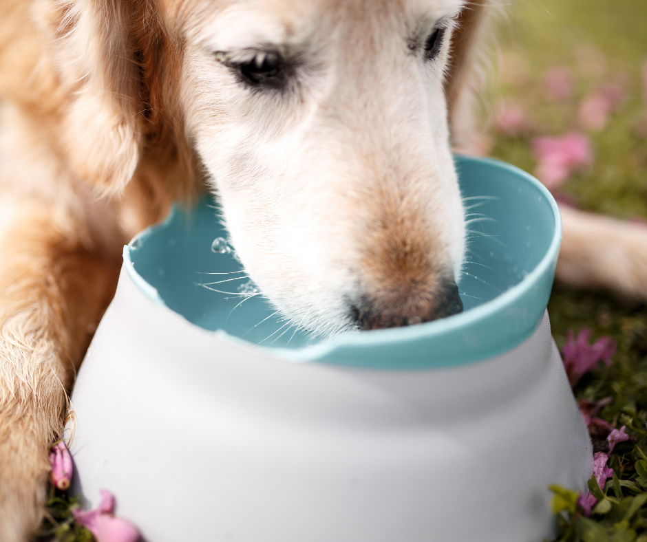 Is Your Pet Drinking Enough? Late-Summer Dehydration Warning Signs in Dogs and Cats