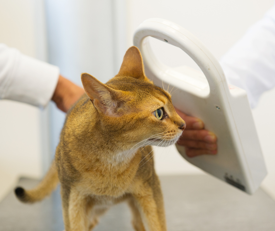 National Lost Pet Prevention Month: Microchips, ID Tags, and July Escape Risks