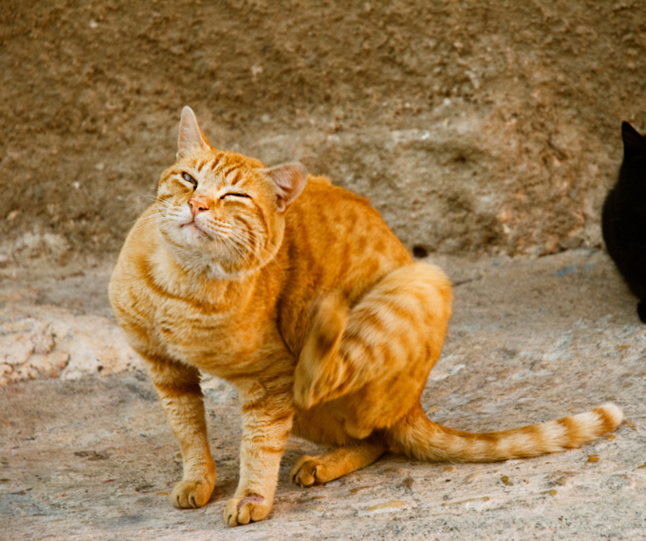 August Parasite Prevention Check: Why Fleas, Ticks, and Heartworms Are Still a Major Texas Risk