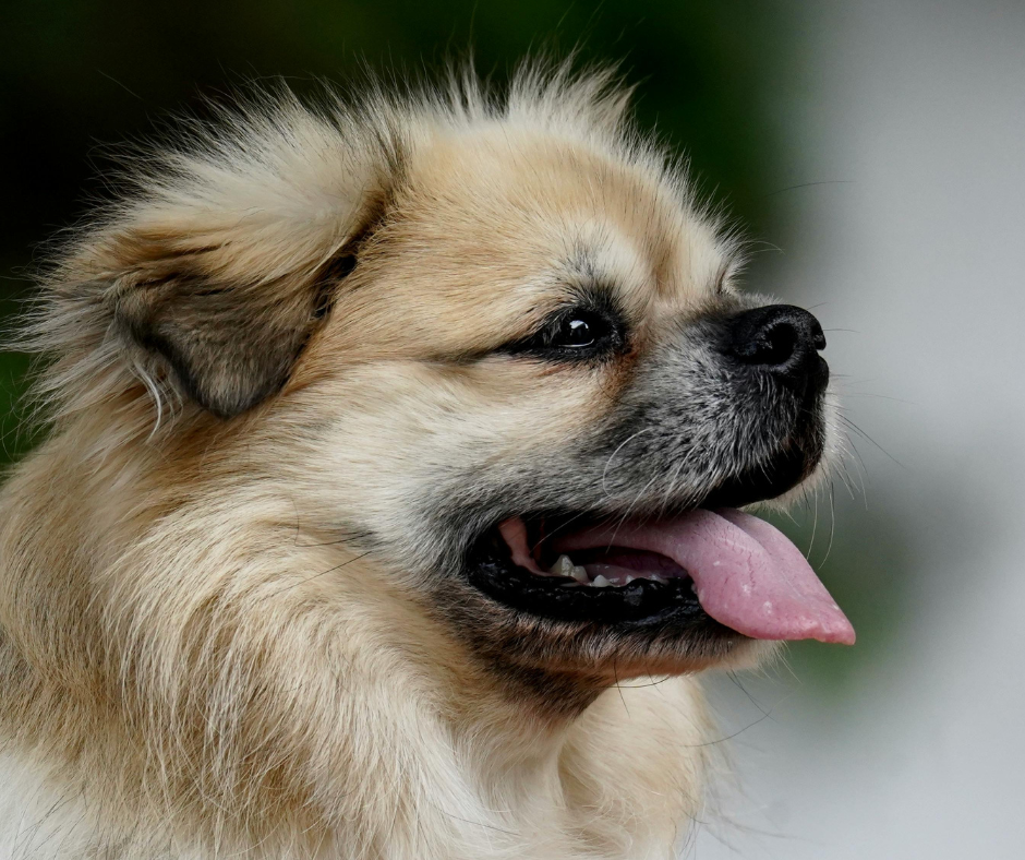 July Heat Safety for Pets in The Woodlands: Hydration, Hot Pavement, and Overheating Warning Signs