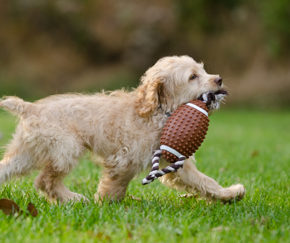 Football Season Food Hazards: Game-Day Snacks That Can Send Pets to the Vet