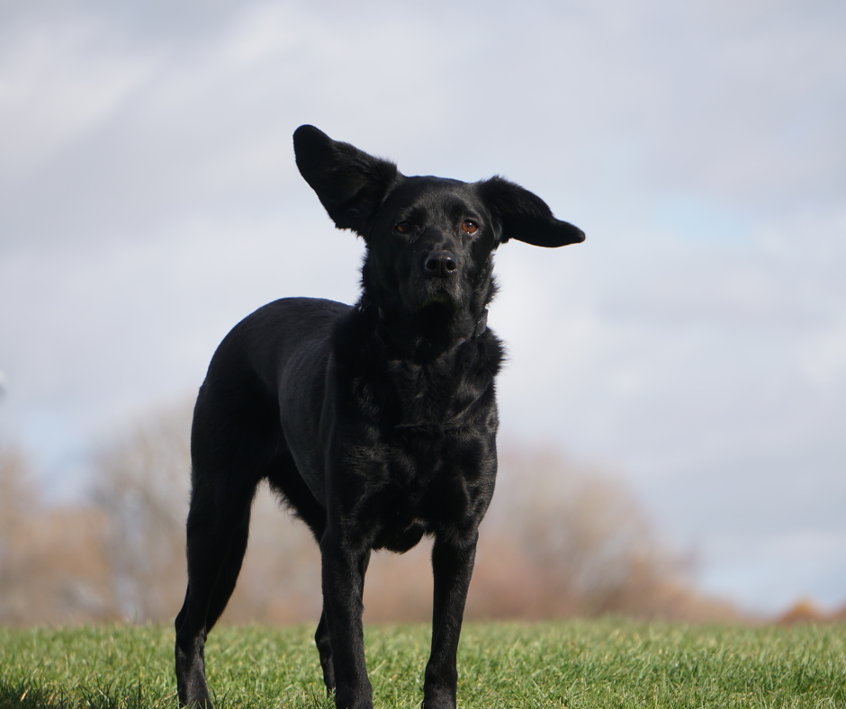 Why Is My Pet Shaking Their Head? October Ear Infections, Allergies, and Moisture Problems