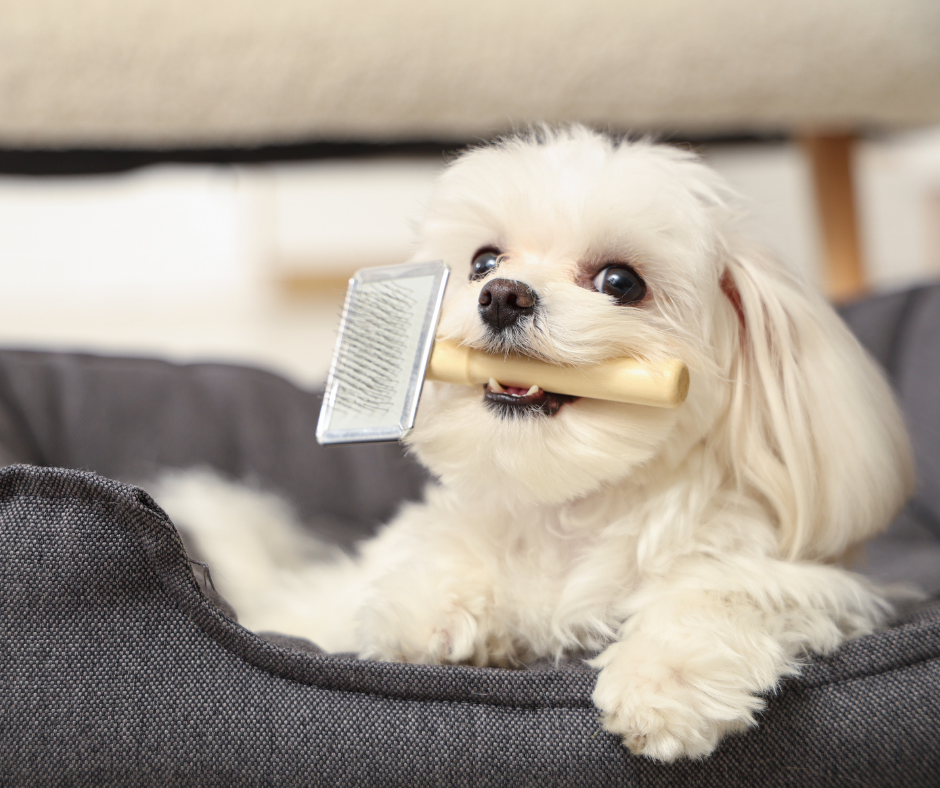 Fall Grooming Reset: Helping Pets Recover from Summer Shedding, Swimming, and Outdoor Adventures