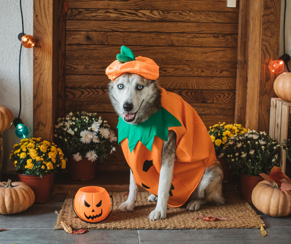 Pumpkins, Candy, and Costumes: What’s Safe and What’s Not for Pets This October