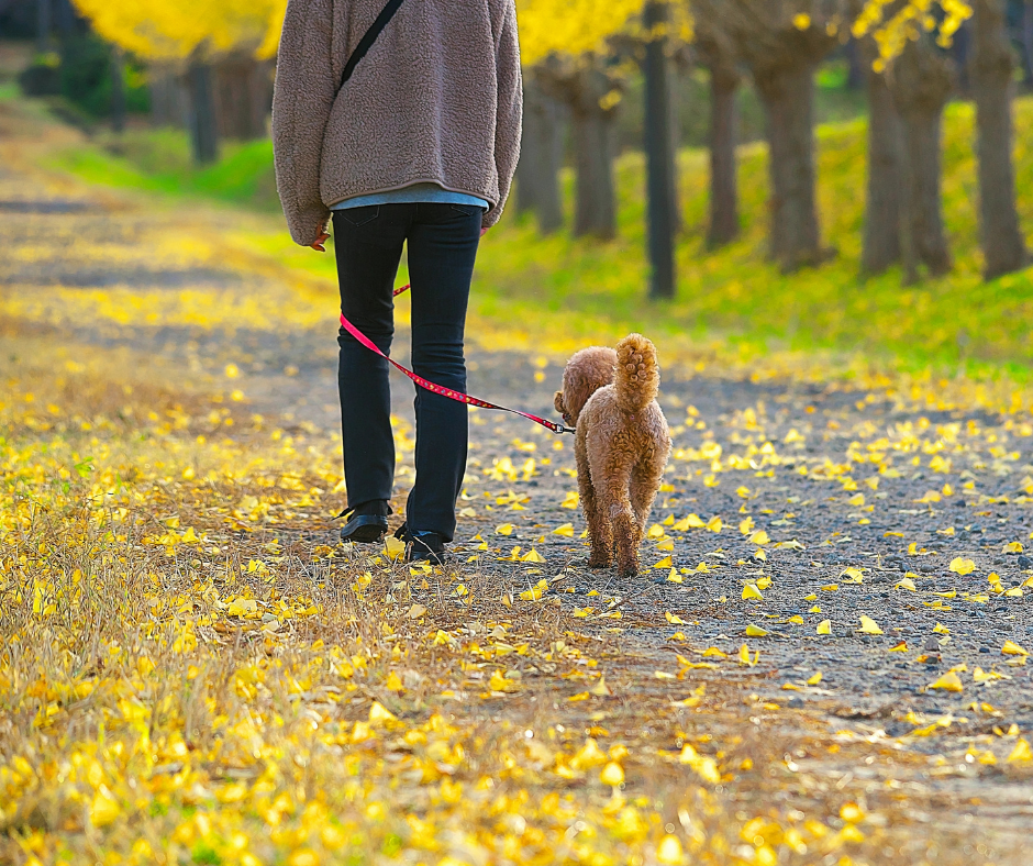 Cooler Days, More Walks: Getting Your Dog Safely Back Into Longer Fall Exercise