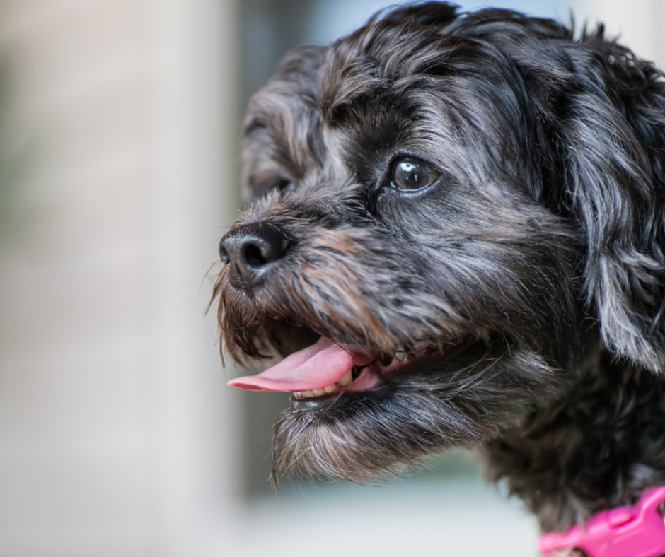 Fall Is Coming, but Texas Heat Isn’t Gone: September Heat Safety for Pets in The Woodlands