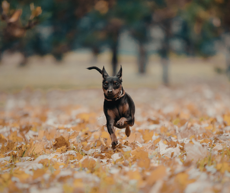 Fall Yard Cleanup and Pet Safety: Mushrooms, Mulch, Fertilizers, and Other Backyard Hazards